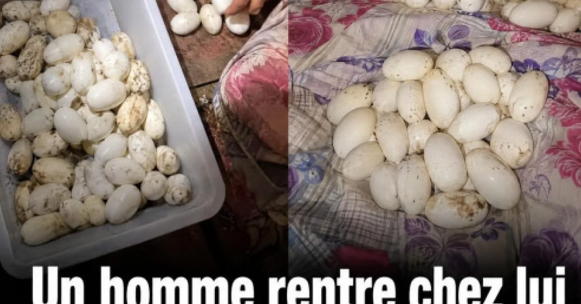 Que faire si vous découvrez des œufs mystérieux dans une maison restée vide plusieurs mois
