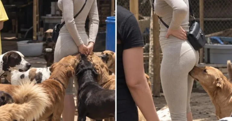 Pourquoi votre chien renifle certaines zones du corps : ce que cela signifie vraiment